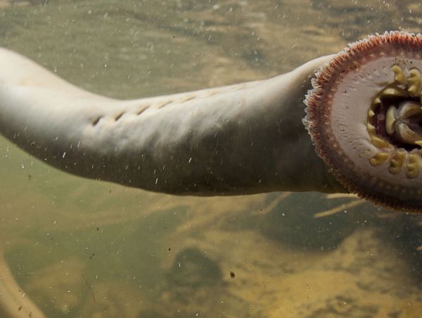 Pacific Lamprey Suctions to Glass