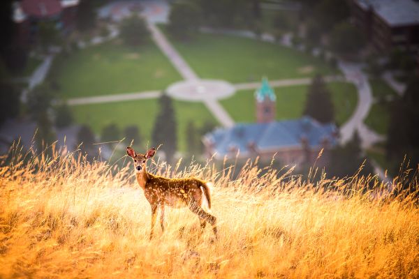 A fawn on Mount Sentinel