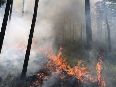 Prescribed Fire