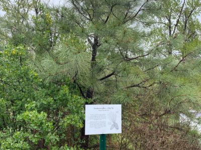 Ponderosa pine tree with sign