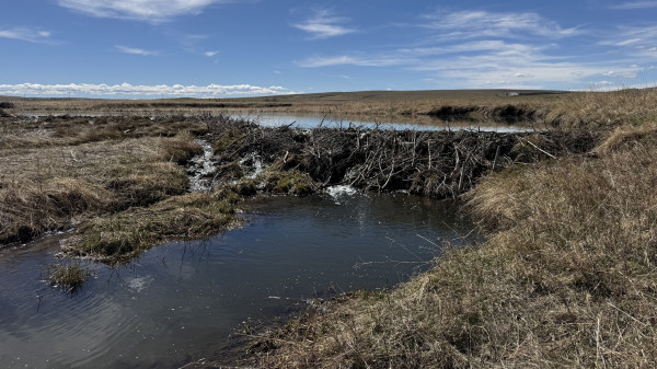 A beaver dam spanning a small stream surrounded by arid agricultural land.