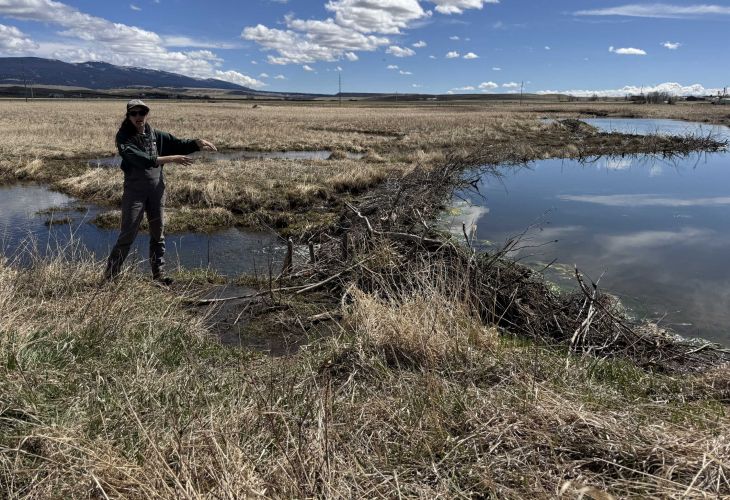 A BWG member stands beside a beaver dam and gestures at it while speaking.