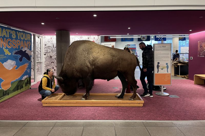 Bison Exhibit