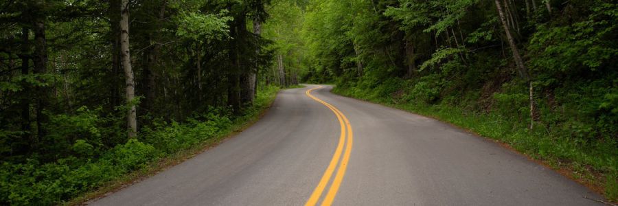 two lane road winding through a thick, green forest