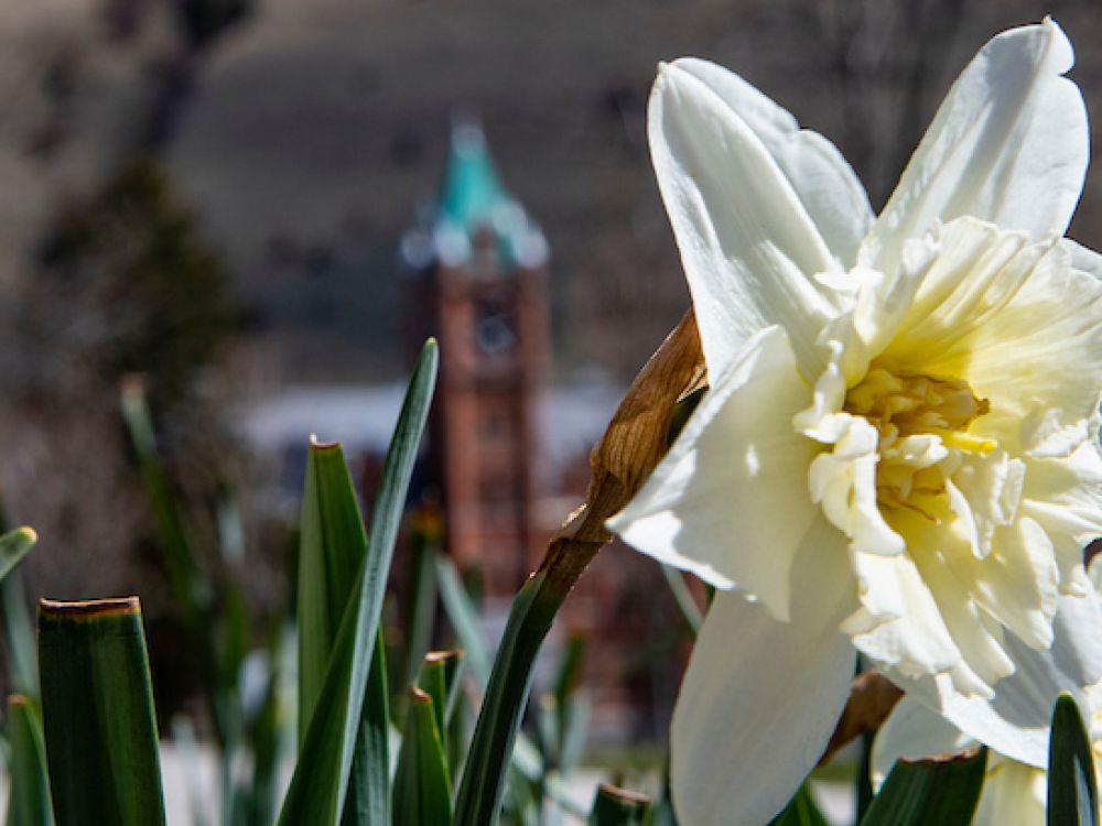 A row of daffodils blooms with Main Hall in the background