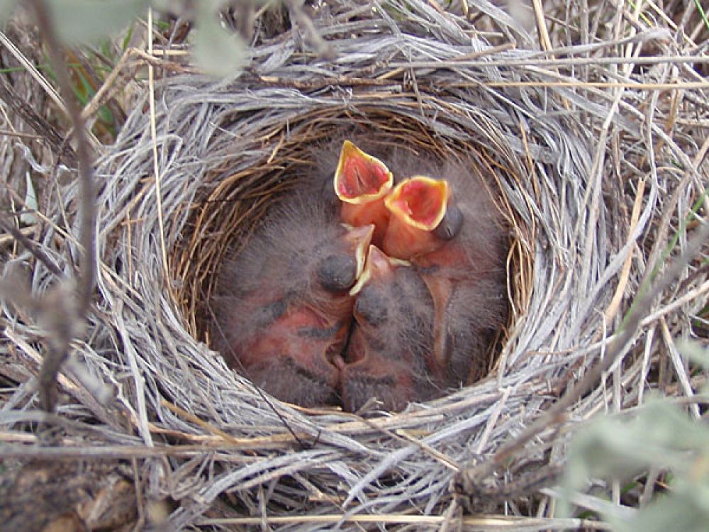 Brewer’s sparrows in a nest