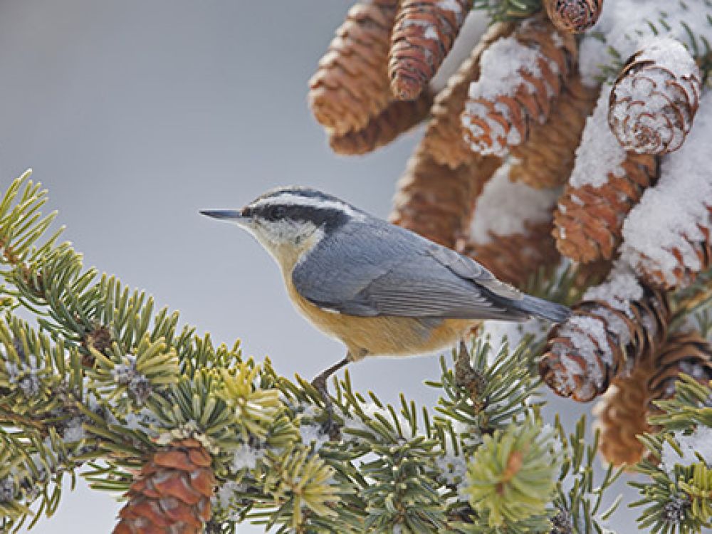 The red-breasted nuthatch sits in a tree