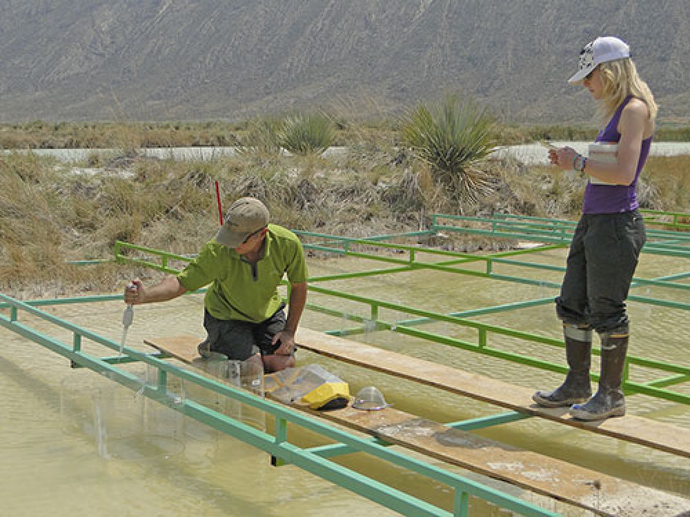 A researcher uses a syringe to collect water samples in a pond 