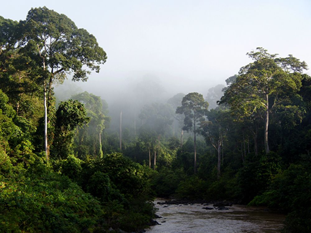 A Borneo rainforest with trees, a river and mist 