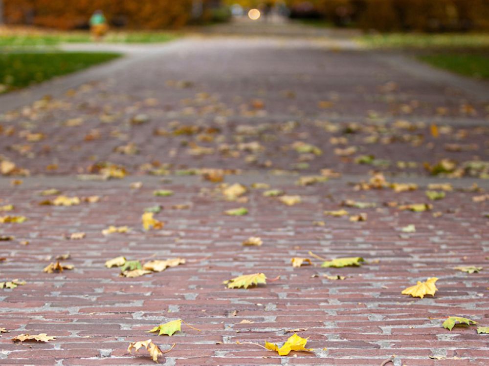 brick pathway on the UM campus