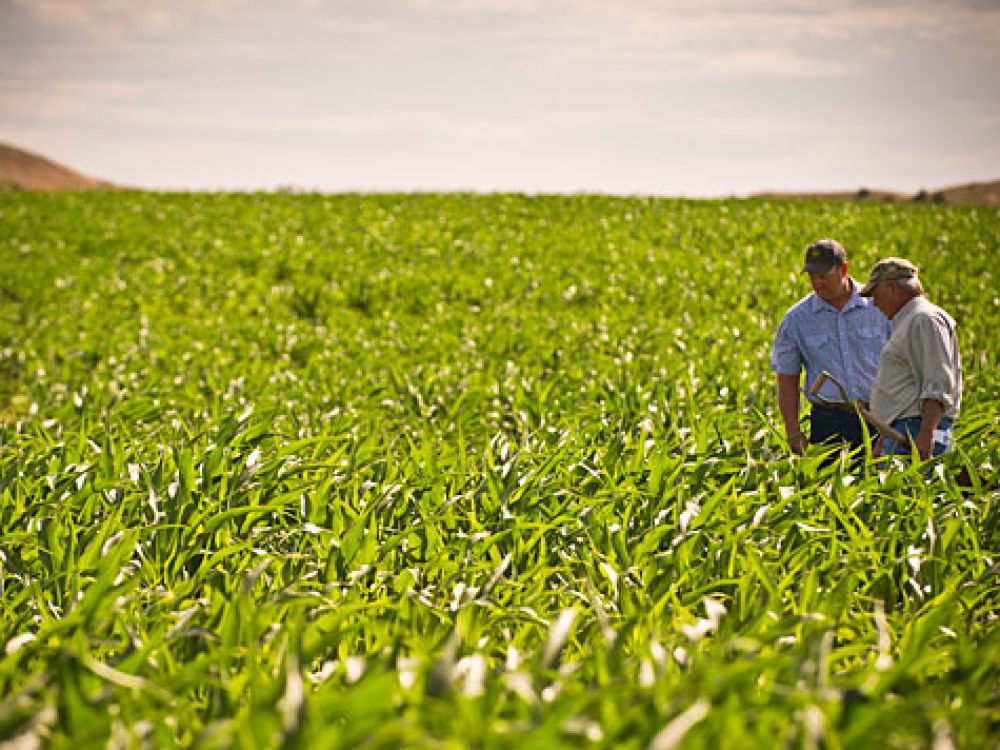 Two farmers stand in a field.