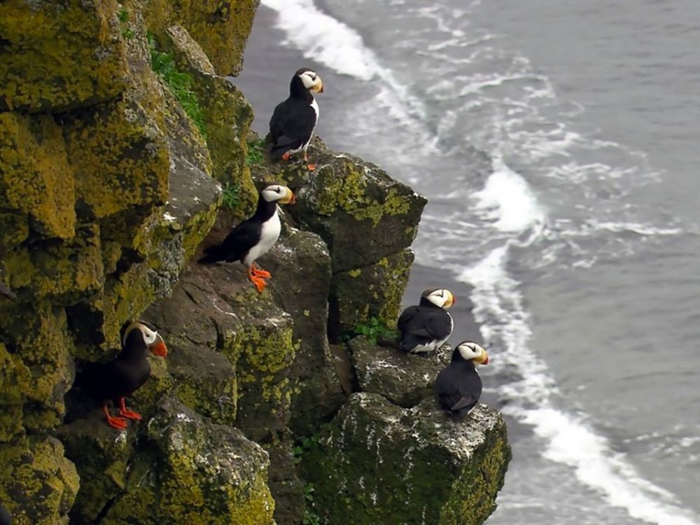 Puffin seabirds look over the ocean shoreline.