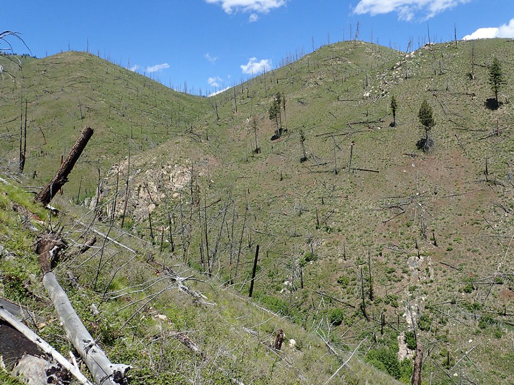 Photo of burned forest