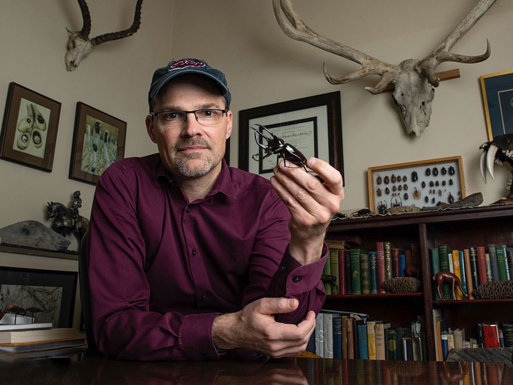A picture of UM biology Doug Emlen holding a beetle in his office and surrounded by other horned specimens.