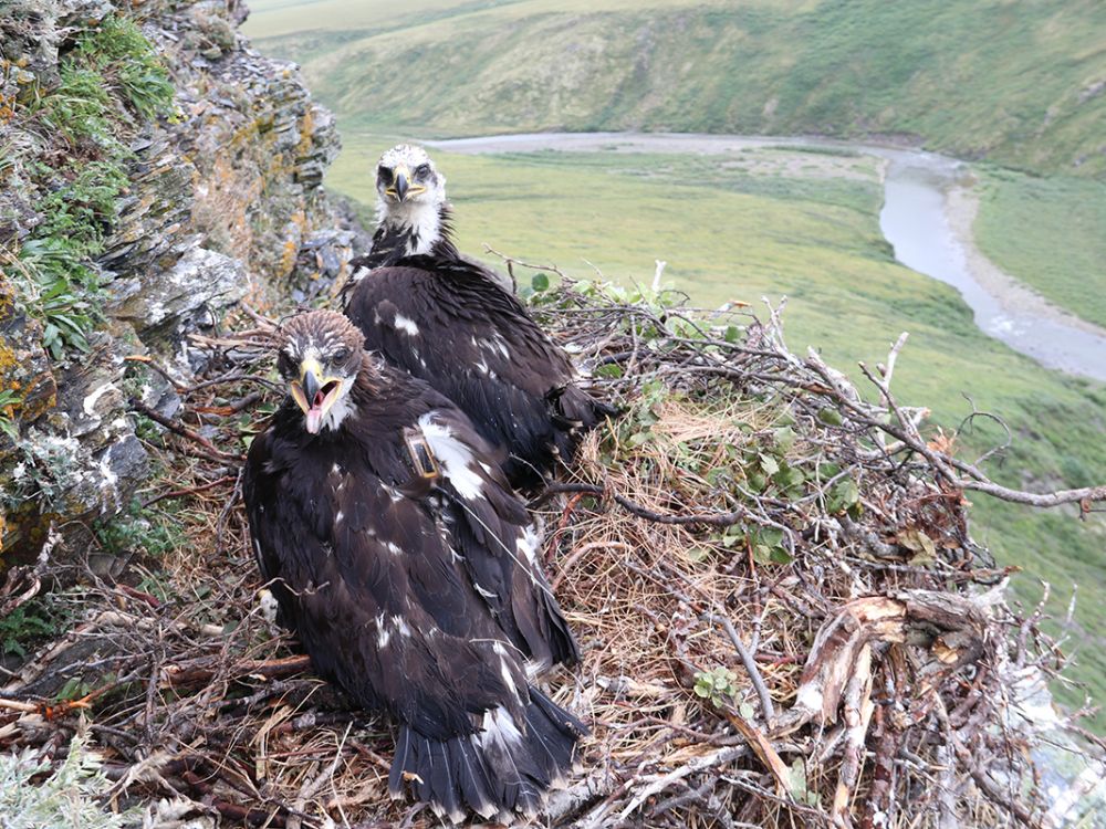 Two young golden eagles sit in a nest on a cliff edge - one in the foreground has its beak open and a tiny transmitter on it 