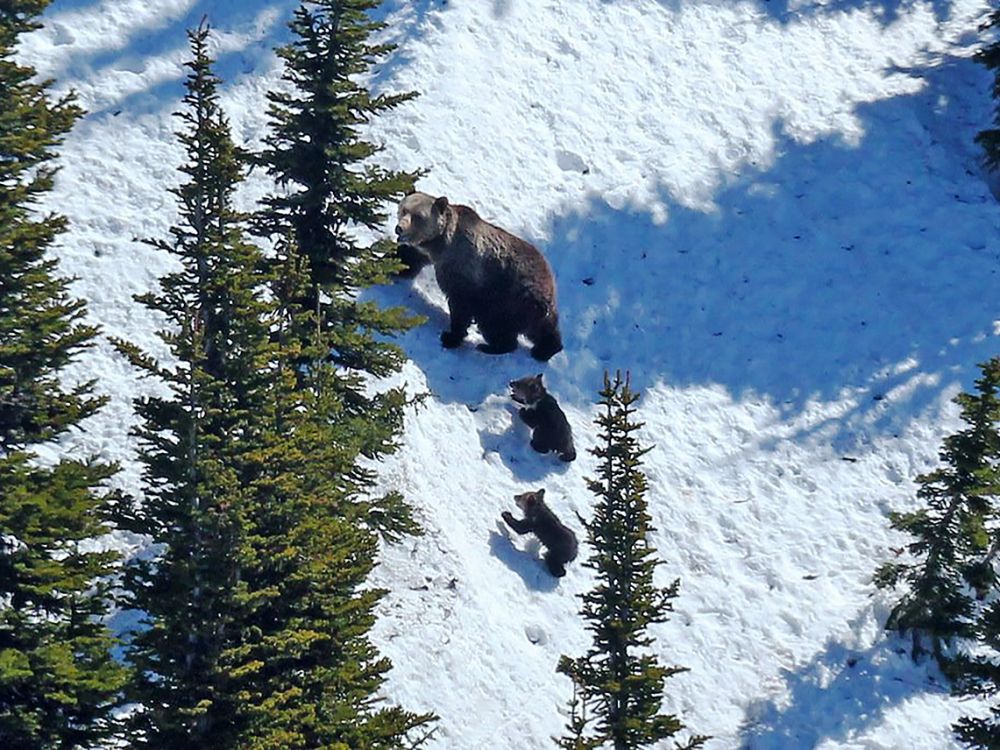 Photo of grizzly bear and cubs