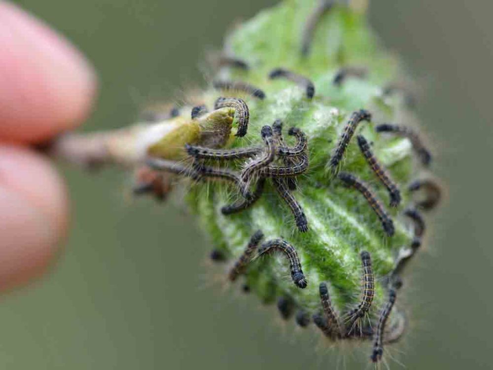 An closeup image of a hand pulling a leaf with caterpillars crawling on it 