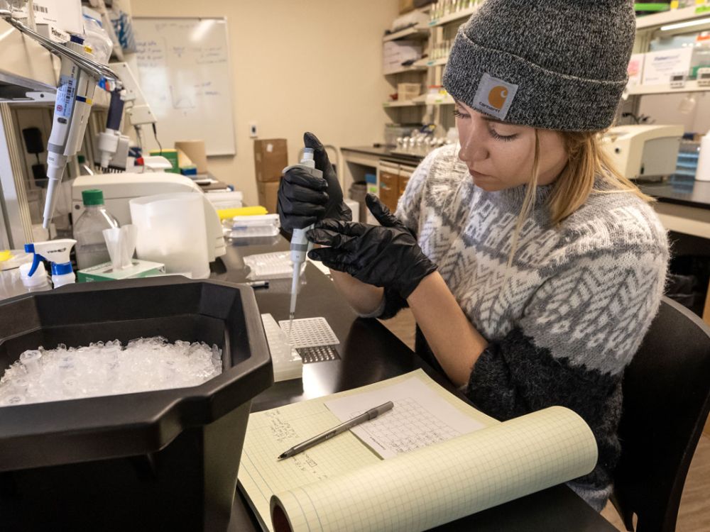 UM wildlife biology student Bailey Underwood processes samples from fruit flies in an evolutionary genomics lab. 
