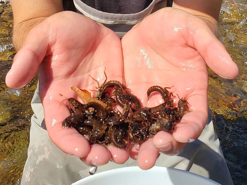 Hands hold a wriggling batch of salmonflies.