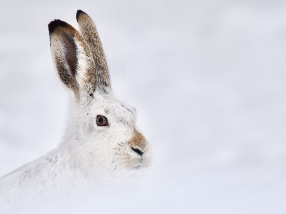 Jackrabbit in a winter environment