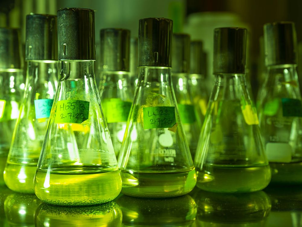 An image of flasks illuminated by green light.