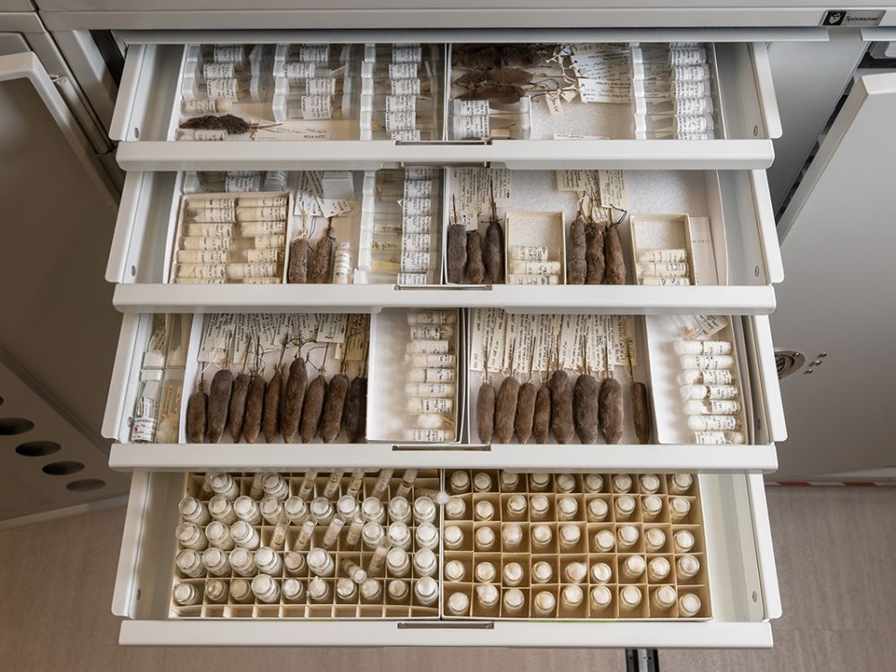 Photo of file drawer full of animal specimens
