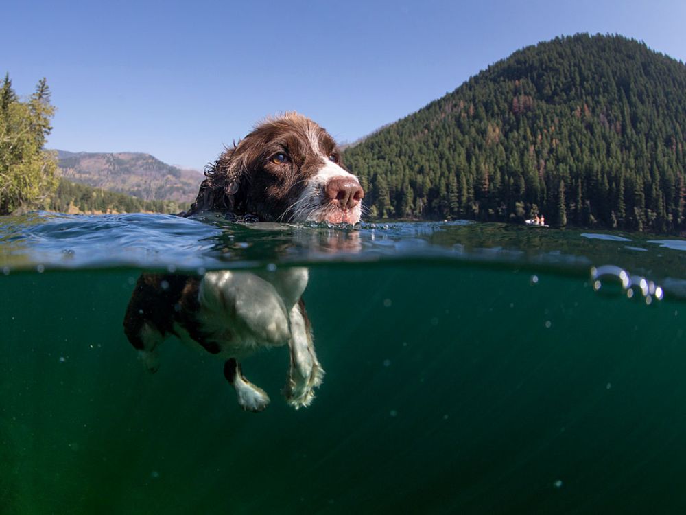 A dog swim's in Flathead Lake.