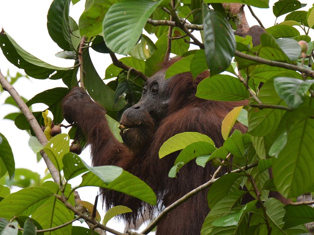 An orangutan in Southeast Asia.