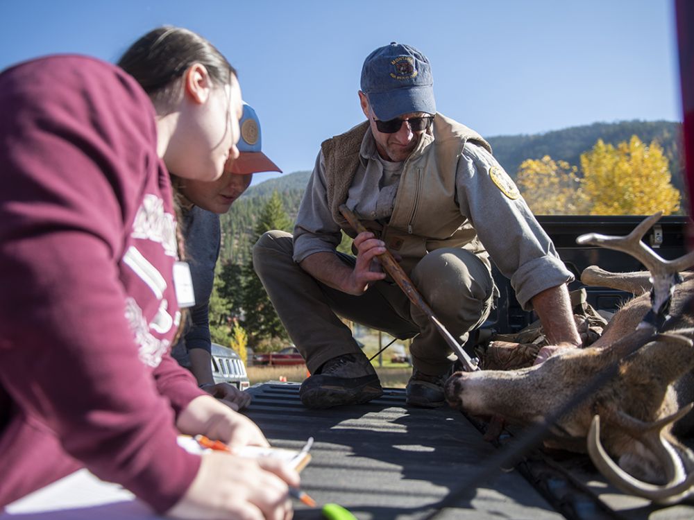 Photo of FWP biologist and students checking harvested deer