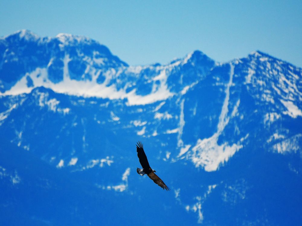 A bald eagle flies before the Mission Mountains on the Flathead Indian Reservation.