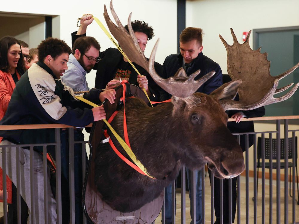 Law School students steal Bertha the moose.