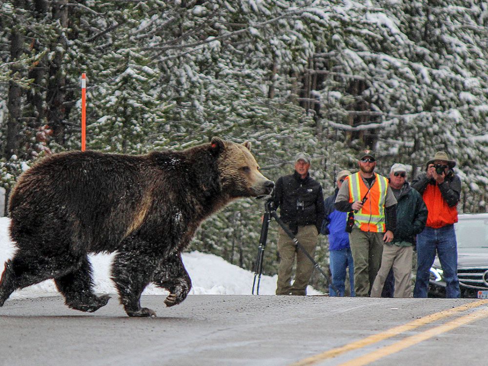 A bear runs across a paved road in Yellowstone National Park.
