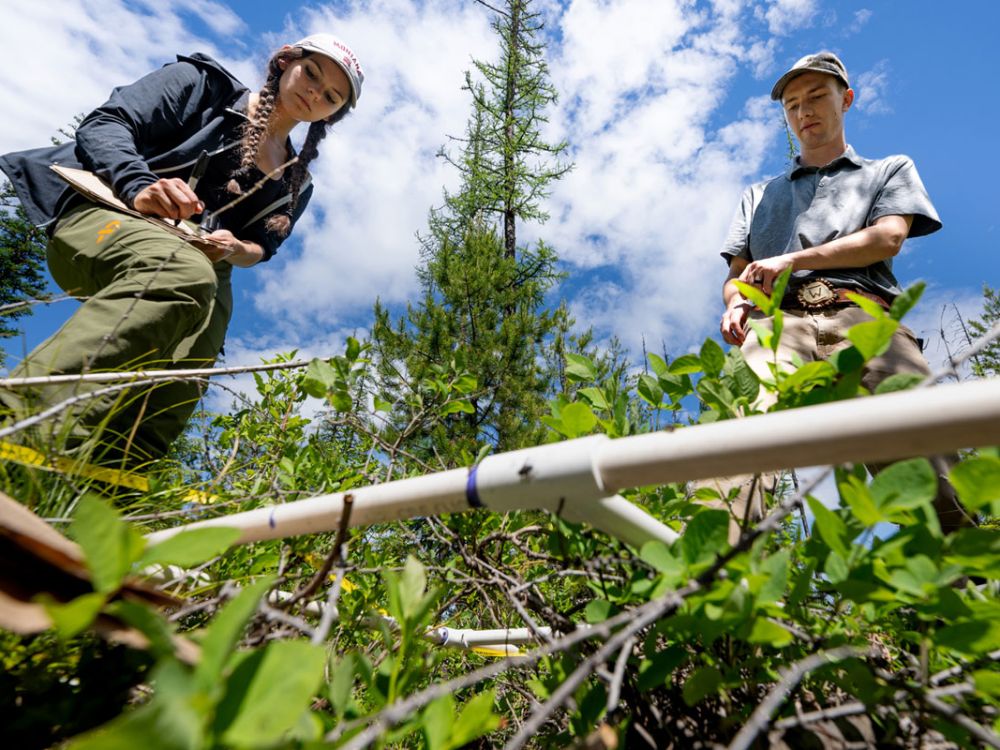 UM students Ava Window and Trevor Weeks work this summer to estimate and identify vegetation and forage in their Noxon study area