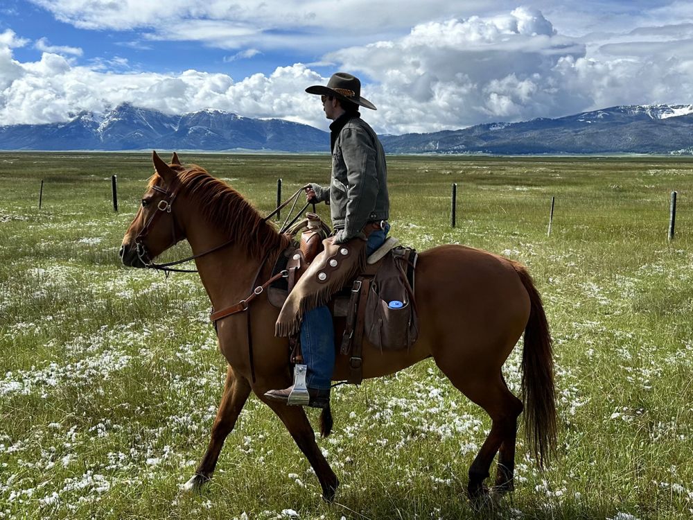 Range rider Joe Zecher follows a cattle herd.