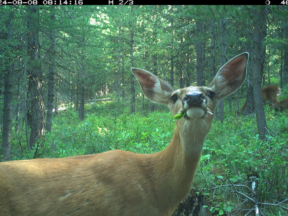 A deer munches vegetation in a photo.