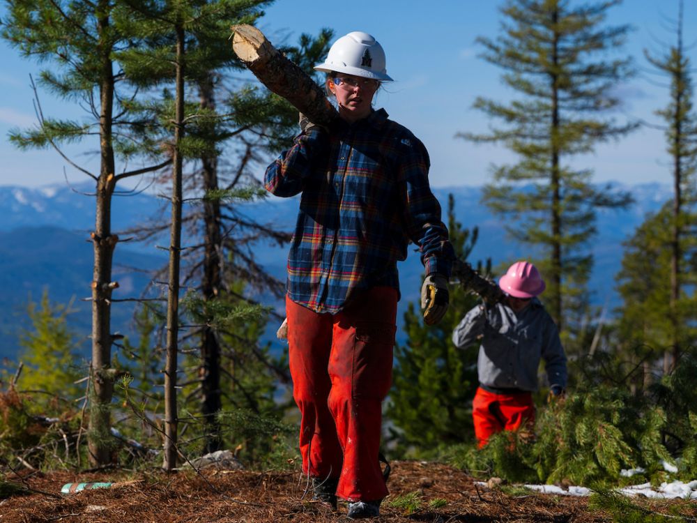 An image of students hauling trees on a sunny October day at Lubrecht Experimental Forest. 