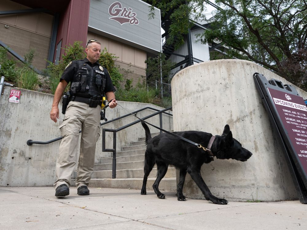 Amira, the UMPD K-9, performs a search at Washington-Grizzly Stadium