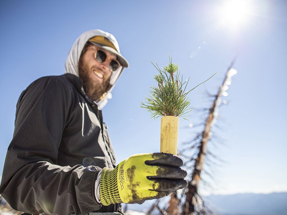 Josh Beisel holds a whitebark tree seedling. 