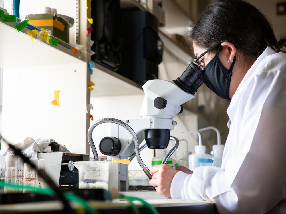 A female UM graduate student wearing a white lab coat looks into a microscope in a lab. 