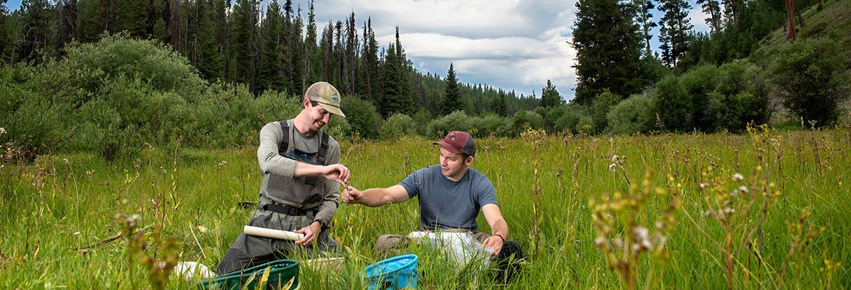 two students taking samples in a conifer forest meadow