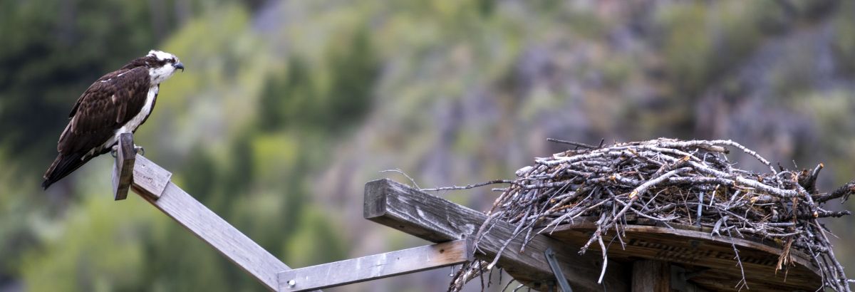an osprey perched on a post extending out from it's nest