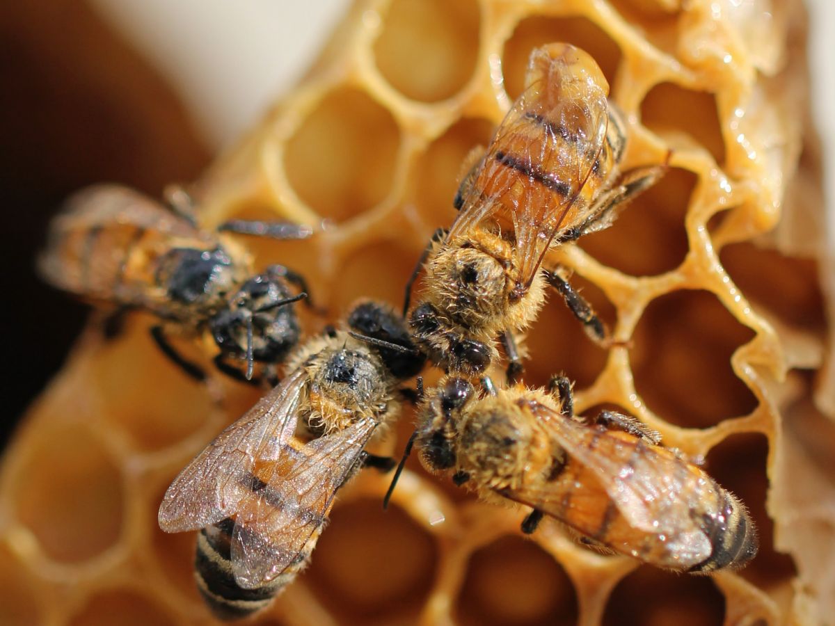 Bees on a honeycomb