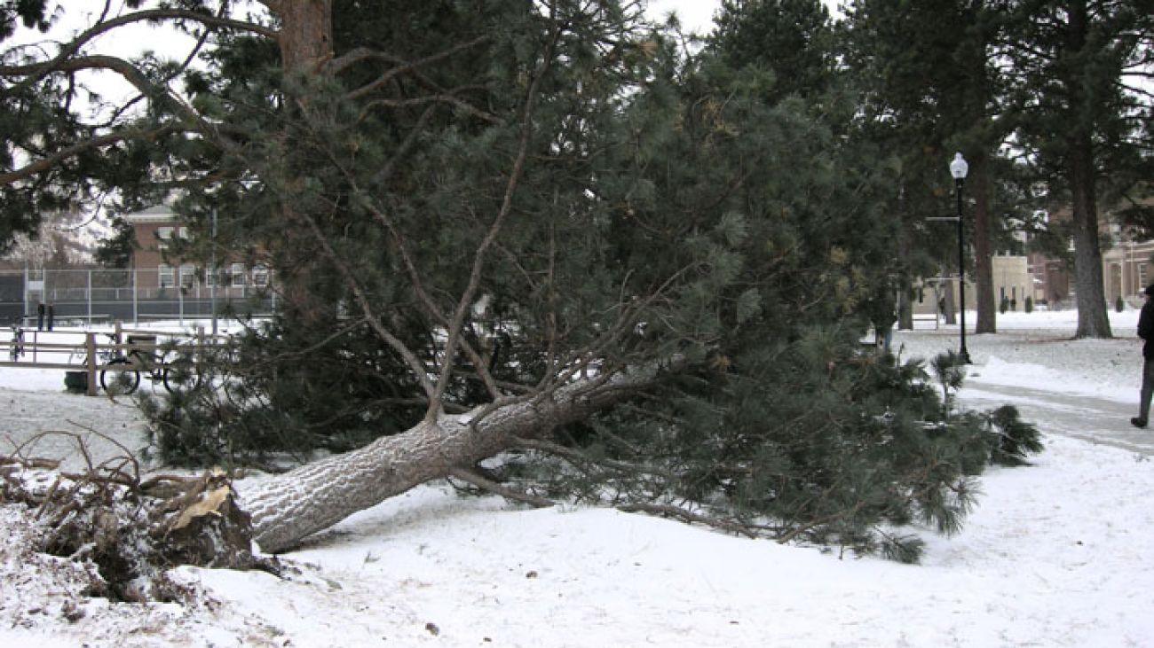 A Memorial Row tree pushed over by a wind storm in 2010.