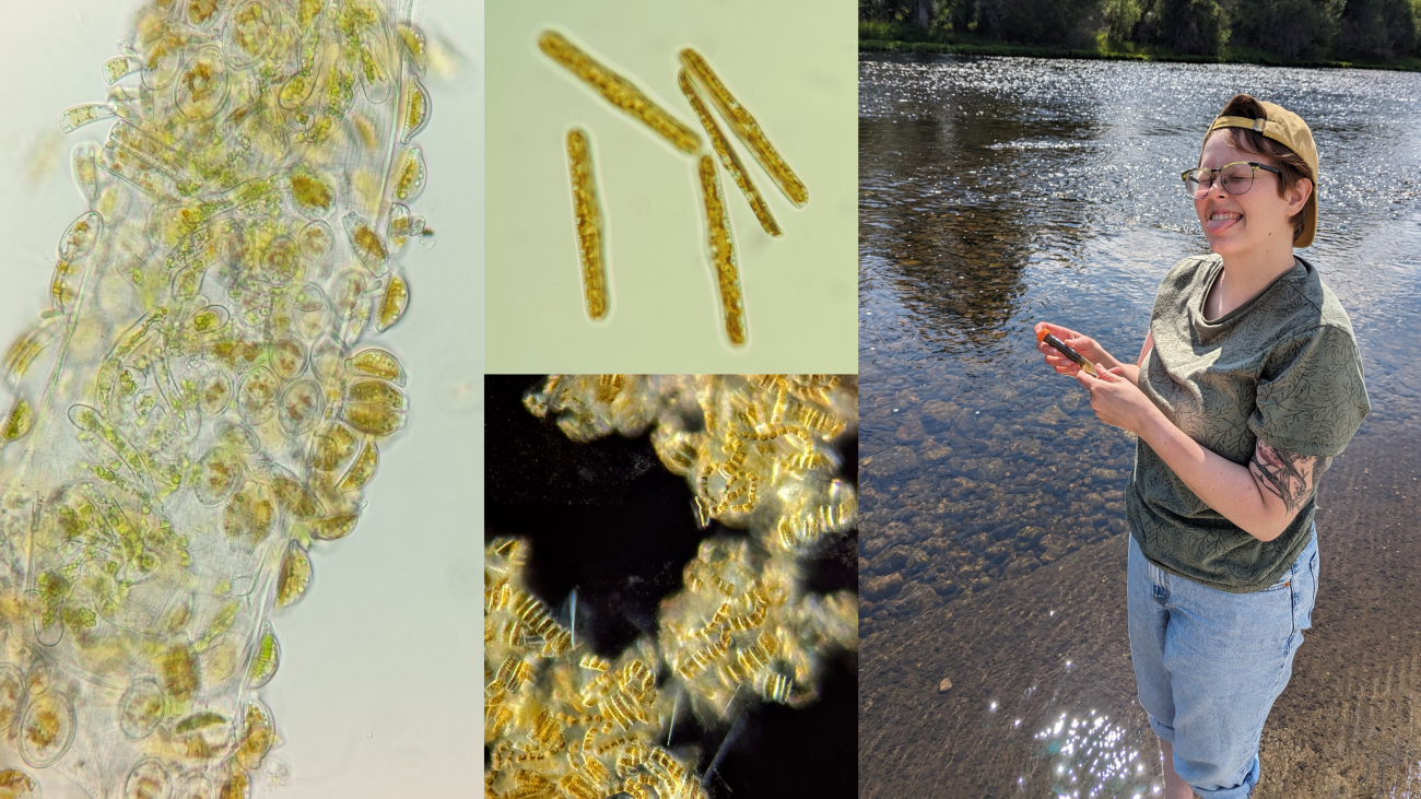 A four panel photo, showing Heidi alongside 3 microscope images of diatom species.