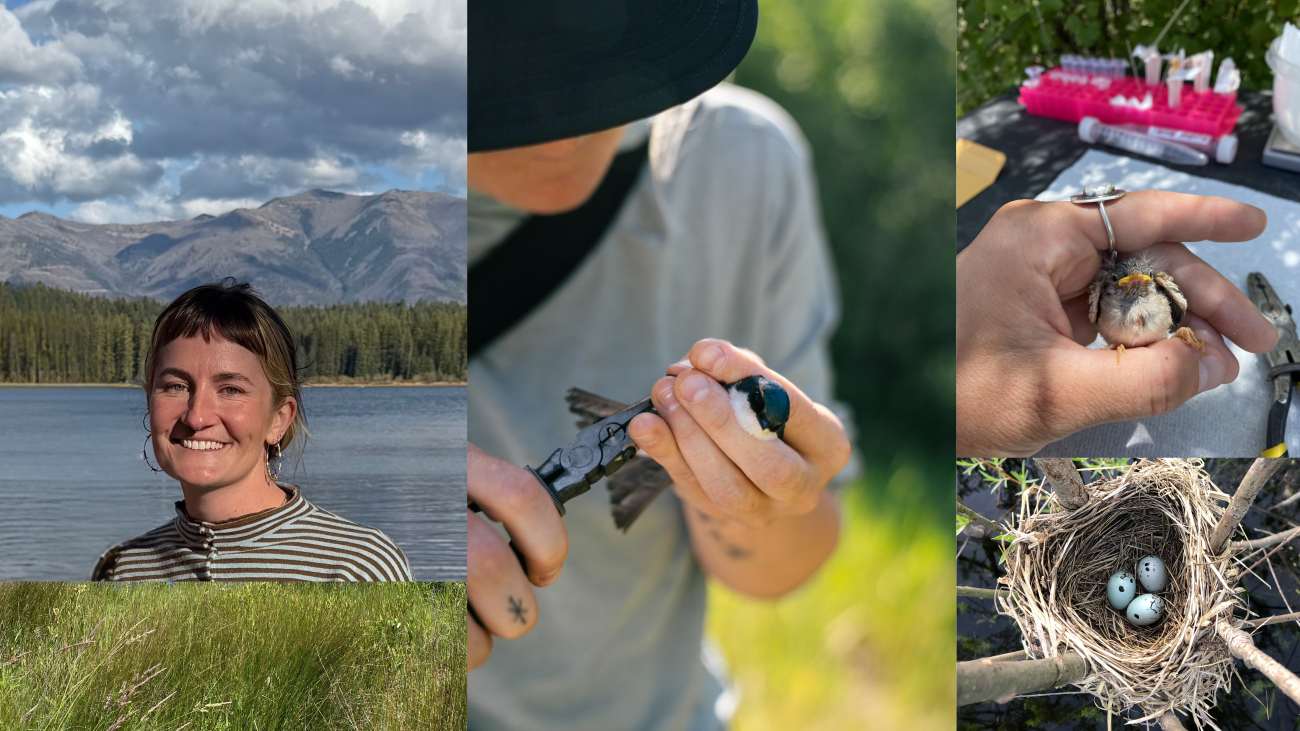 Left, Bridger smiles at the camera in front of a mountain lake. Middle, Bridger gently holds a swallow while banding them. Right, top, a picture of a yearling bird. Right, bottom, a picture from above of a nest filled with three small blue eggs.