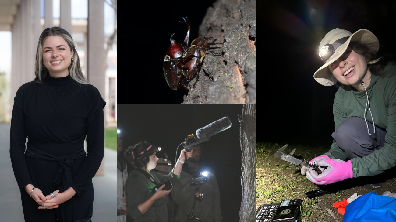 A four panel photo showcasing Sophie's late-night fieldwork with rhinoceros beetles including recording equipment and caliper measurements.