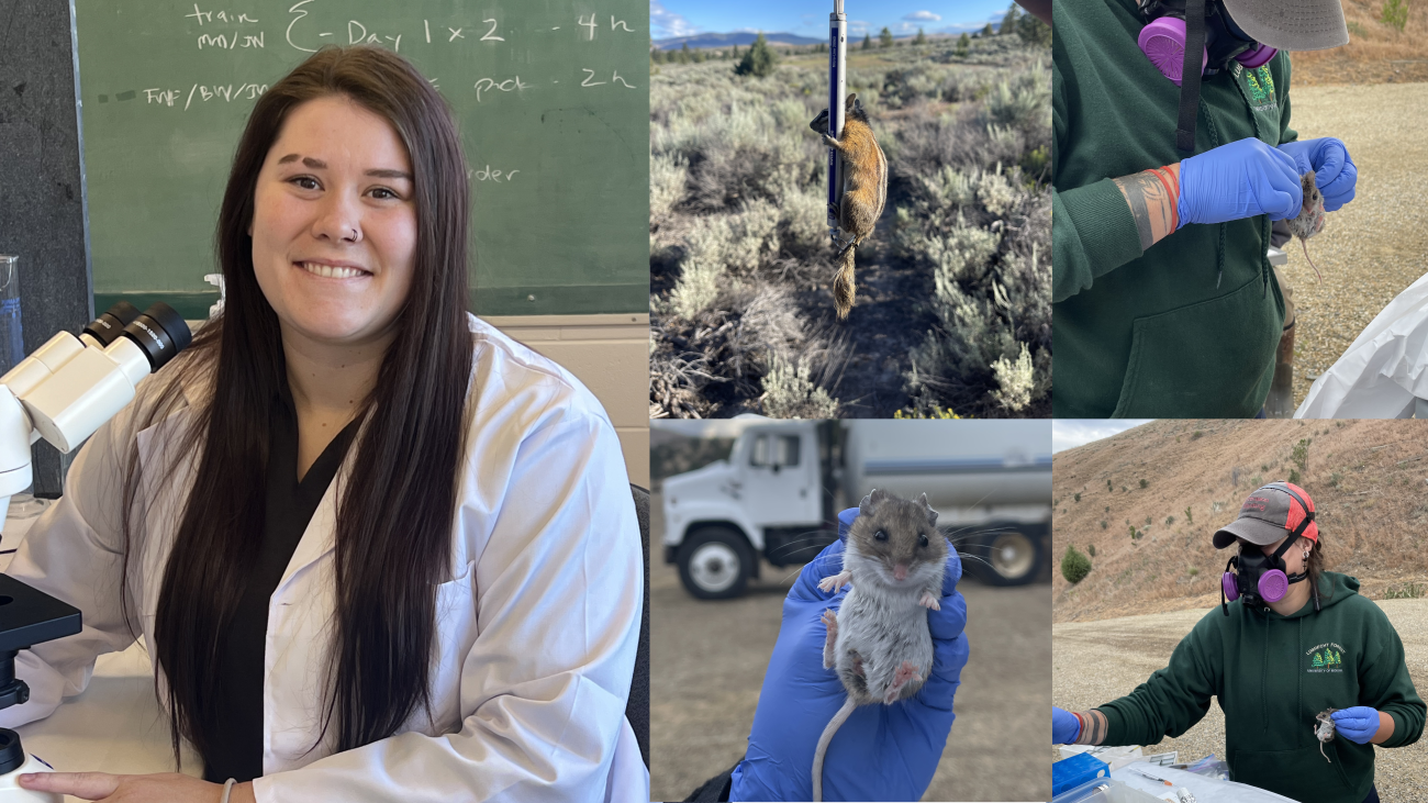 Left, Nelle sits in front of a microscope and smiles at the camera. Middle top, a chipmunk clings to a metal pole. Middle bottom, a field mouse is being held in a gloved hand. Right top, Nelle tags a field mouse. Right bottom, Nelle takes a small sample from a field mouse. 