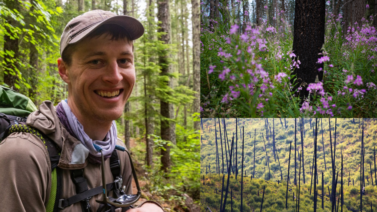 A three panel image showing Mark alongside two pictures of post-wildfire recovering forests.