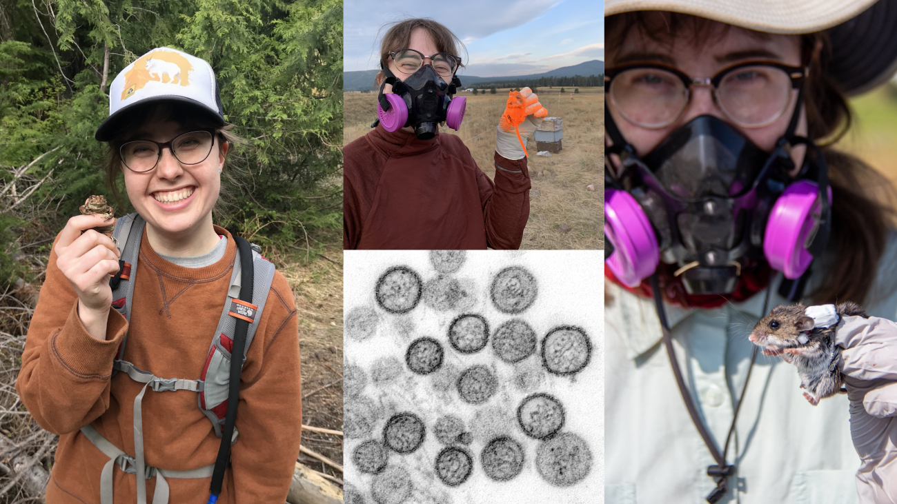 A four panel photo showcasing Leah's fieldwork with deer mice, including one picture of a mouse covered in fluorescent powder for contact tracing. 