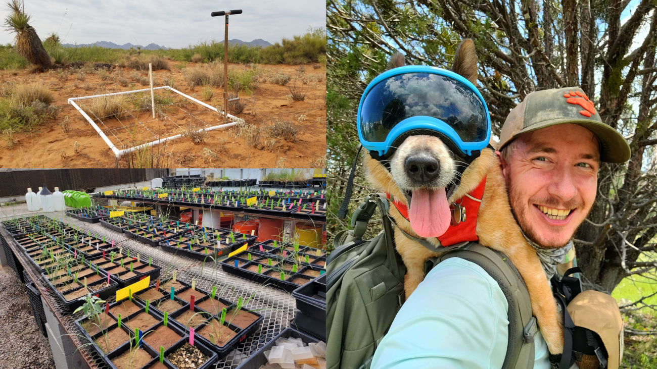 A three panel image showing Ryan alongside a rangeland field site and several large greenhouse flats.